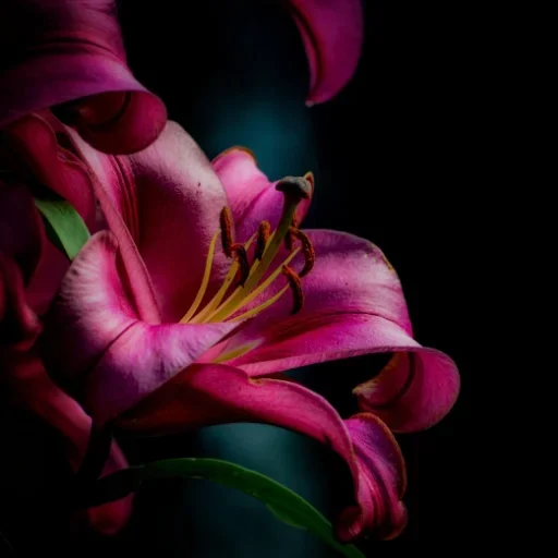 Murmure écarlate - Fleur rose émergeant de l'obscurité, œuvre photographique sur toile par Sebastian D