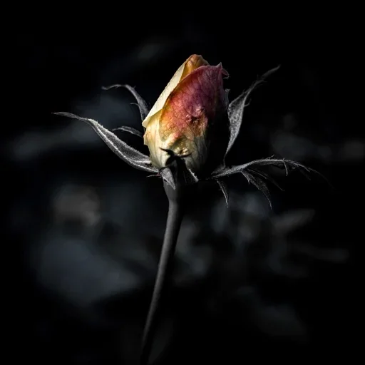 Rose dans l'ombre - Bouton de rose suspendu entre silence et épanouissement, tirage photographique sur toile par Sebastian D