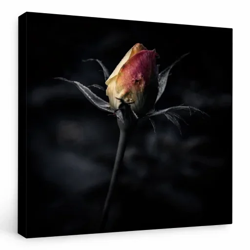 Rose dans l'ombre - Détail du tirage sur toile Rose dans l'ombre — signature et numéro manuscrits, tirage restreint