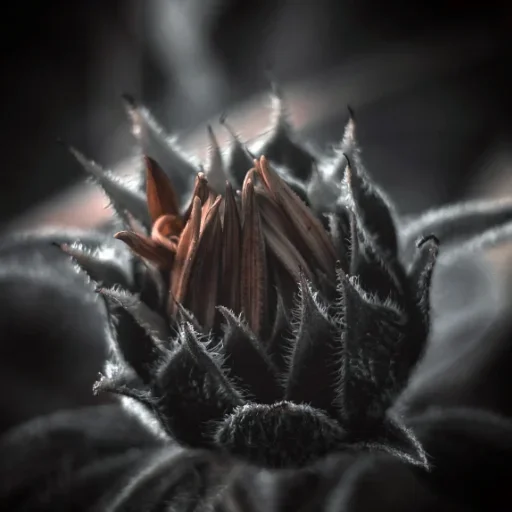 Thorned Sentinel - Flower bud protected by thorns, photographic canvas print by 