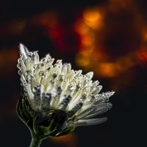 Vergulde bloei - Bloem bedekt met dauwdruppels, auteursfoto op canvas door 