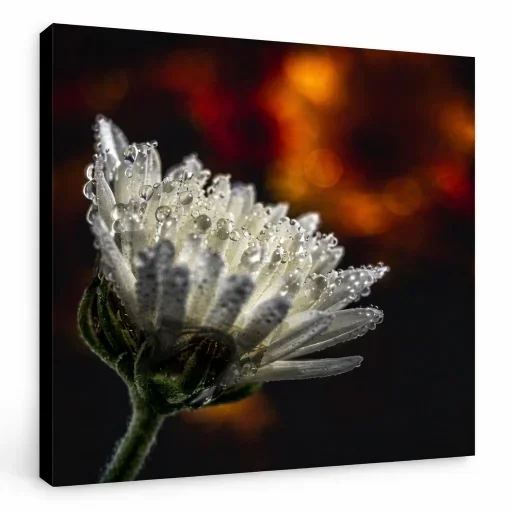 Floraison dorée - Détail du tirage sur toile Floraison dorée — impressions Beaux-Arts, certificat manuscrit au dos